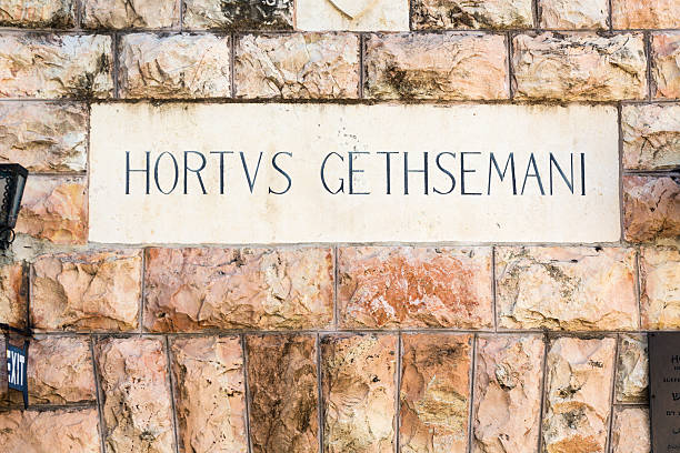 istock Gethsemane Garden on Mount of Olives, Jerusalem 503776392