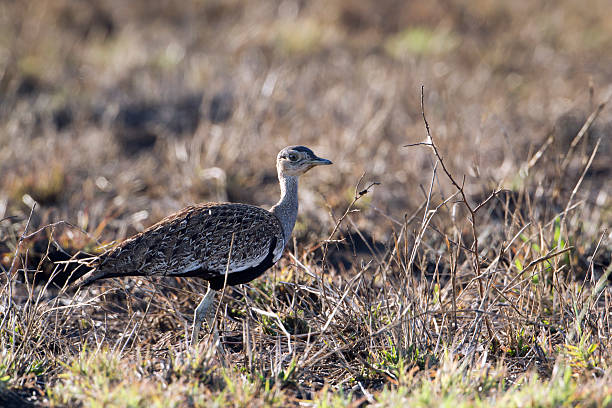 istock Black-bellied bustard in Kruger National park 503776694