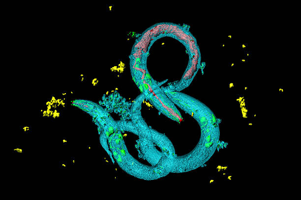 Caenorhabditis elegans Caenorhabditis elegans, a free-living, transparent nematode (roundworm), about 1 mm in length. Green: neurons; red: digestive tract; yellow: bacteria. scientific micrograph stock pictures, royalty-free photos & images