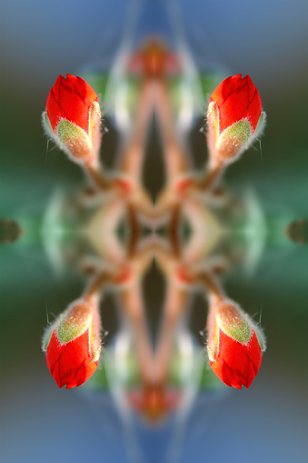 Horizontal composition color composite photography of kaleidoscope pattern of beautiful Geranium red flower bud in macro selective focus on petal. Concept image of surrealism, unknown future, futuristic, mirrored pattern, abstract background with copy space, beauty in nature, freshness and symmetric shape. Sparse composition picture.