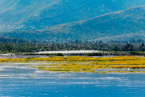 An enormous amount of white birds on water of Prince William Sound in Alaska.  Mountains in background.