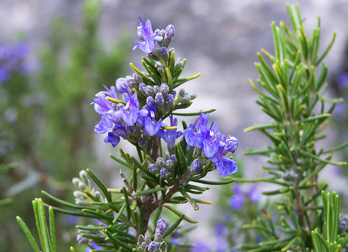 Rosemary shrub with blue flowers