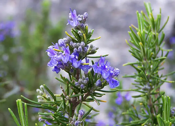 Rosemary shrub with blue flowers