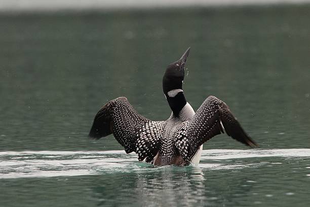 Shake and Flap A loon gives a shake on lake Maligne, Alberta. common loon photos stock pictures, royalty-free photos & images