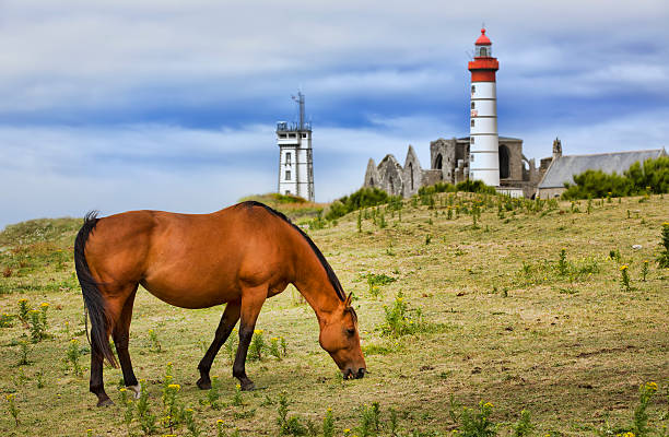 istock Horse Grazing Near Pointe Saint-Mathieu 503781654