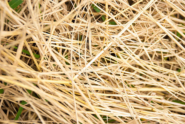 istock The brown straw texture as background 503781856