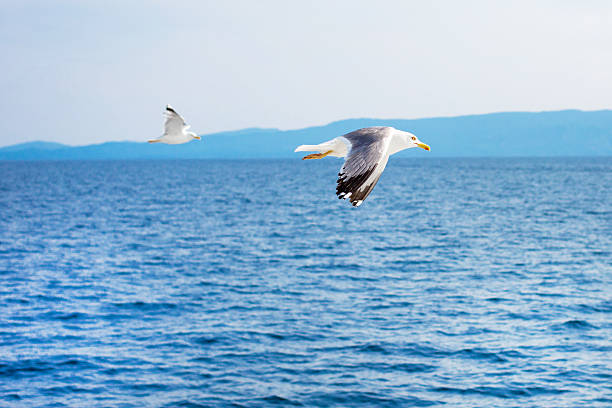 istock Two seagulls flying low over the water surface 503781968