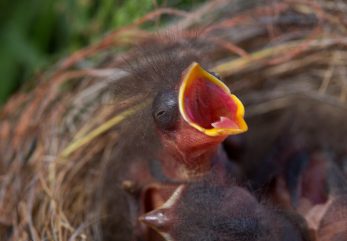 Funny Baby Bird Stock Photo - Download Image Now - Animal, Animal Mouth,  Animal Nest - iStock