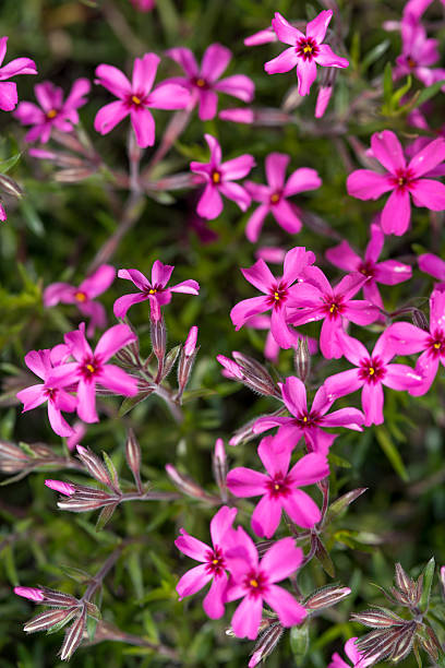 istock beautiful pink flowers 503782327