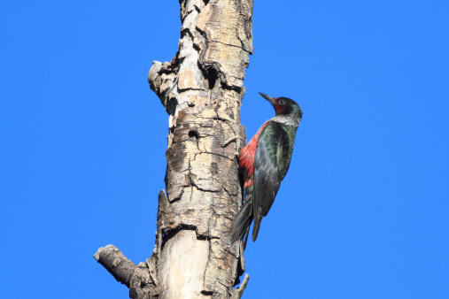 A Lewis's Woodpecker (Melanerpes lewis) perches on a dead tree at Kolob Reservoir, just outside Zion National Park, Utah, USA.