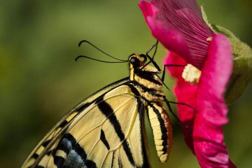 A Two-tailed Swallowtail Butterfly (Papilio multicaudata) alights on a hollyhock in a backyard garden.
