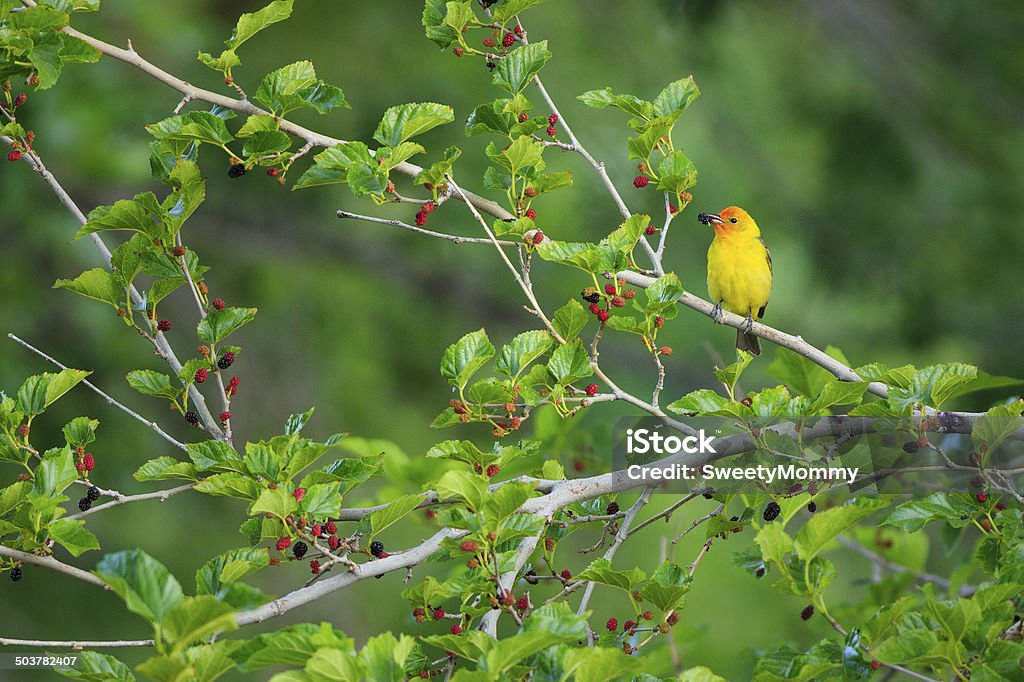 Western Tanager in Mulberry Tree A Western Tangager (Piranga ludoviciana) eats ripe mulberries in an Arizona community park. Western Tanager Stock Photo