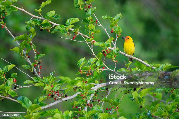 Western Tanager In Mulberry Tree Stock Photo - Download Image Now - Western Tanager, Animal, Animal Wildlife