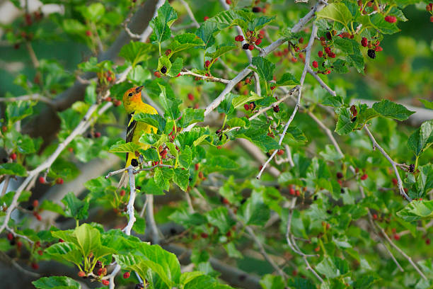 Western Tanager Eating Mulberries A Western Tangager (Piranga ludoviciana) eats ripe mulberries in an Arizona community park. piranga ludoviciana stock pictures, royalty-free photos & images