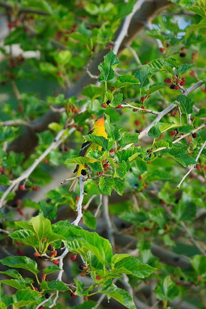 Western Tanager Eating Mulberries A Western Tangager (Piranga ludoviciana) eats ripe mulberries in an Arizona community park. piranga ludoviciana stock pictures, royalty-free photos & images