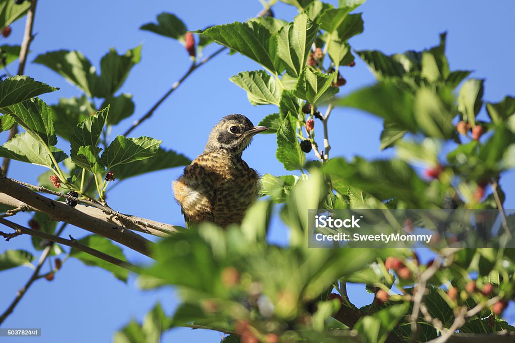 Juvenile Robin - Lizenzfrei Arizona Stock-Foto