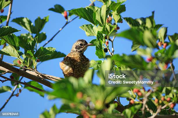 Juvenil Robin - Fotografias de stock e mais imagens de Amora - Amora, Amoreira, Animal