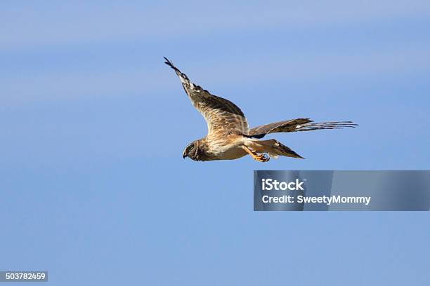 Photo libre de droit de Northern Harrier De Vol banque d'images et plus d'images libres de droit de Aile d'animal - Aile d'animal, Animaux à l'état sauvage, Arizona