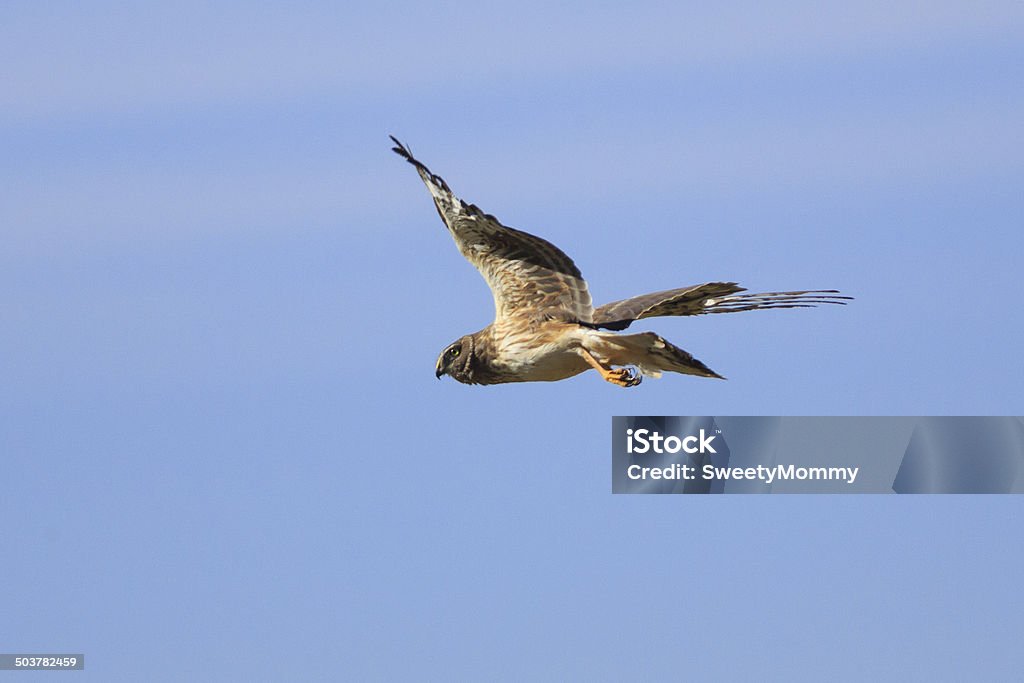 Tartaranhão azulado em Voo - Royalty-free Animais caçando Foto de stock