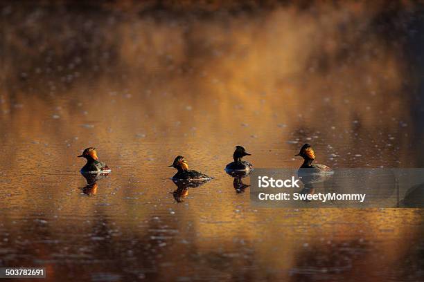 Eared Grebes В Пруд — стоковые фотографии и другие картинки Black-necked Grebe - Black-necked Grebe, Аризона - Юго-запад США, Без людей