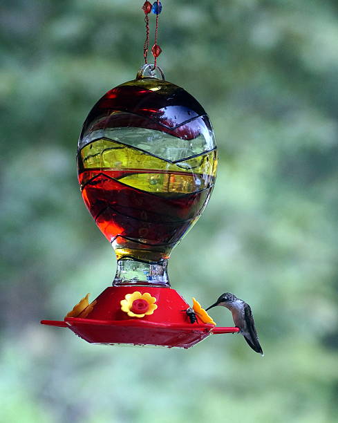 istock Hummingbrid at Bird Feeder 503782853