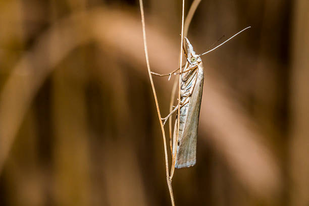istock White Wealyns, Crambus perlella 503783030