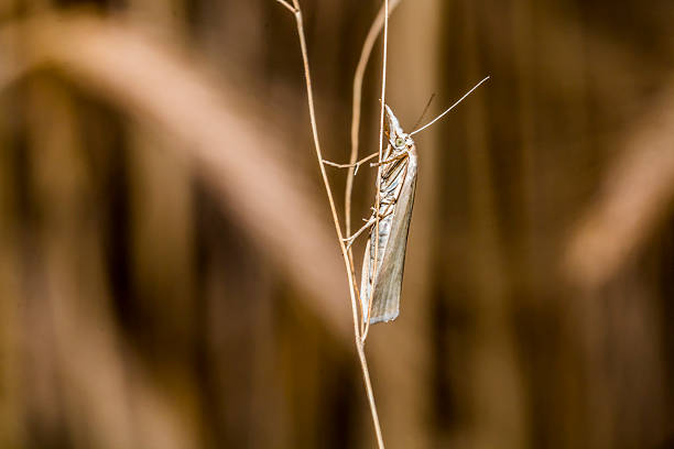 White Wealyns, Crambus perlella