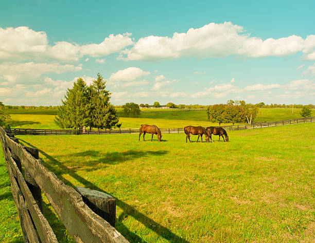 istock Horses at horse farm 503783459