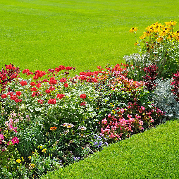 istock garden flowers 503783730