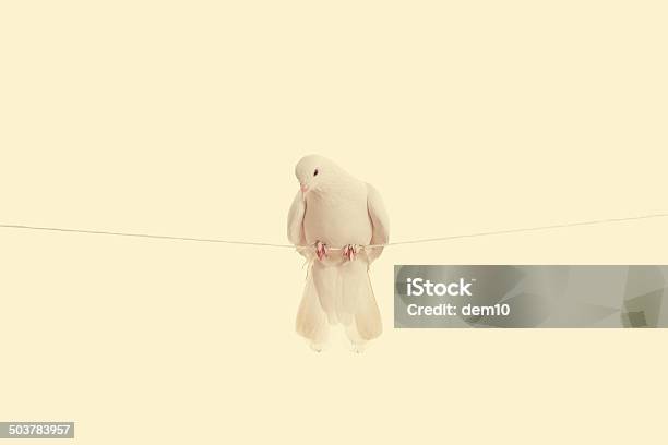 Pigeon Stock Photo - Download Image Now - Bird, Cut Out, Dove - Bird