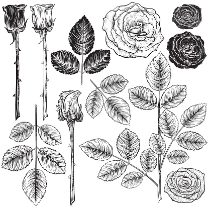 Vintage style botanical drawing of roses set. There are buds and open roses as well as leaves and stems. Can be used to create your own cards, party invitations, bridal shower or greeting cards. Black and white.