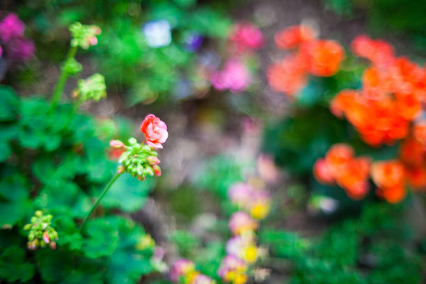 Close up of nice flowers in the garden