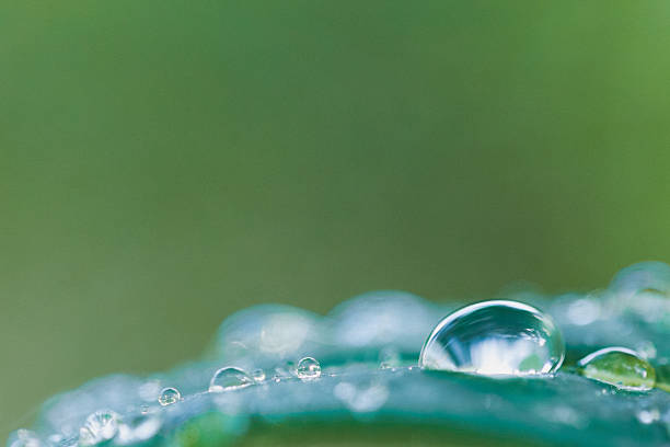istock Raindrops Water Dropsp Garden Dew - Nature Background 503784825