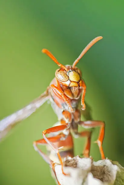 Macro image of Wasp