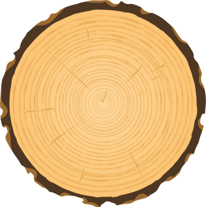 illustration of a cross section of a tree