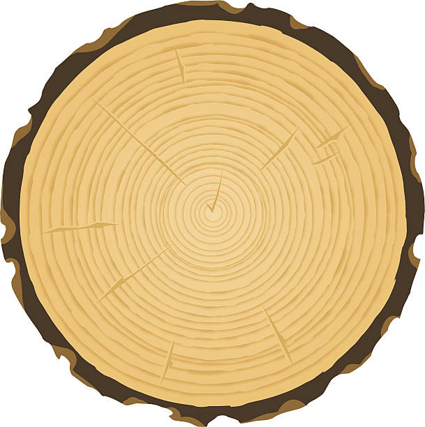 Tree Rings Clips Rt 1,700+ Wood Tree Rings Stock Illustrations, Royalty-Free Vector ...
