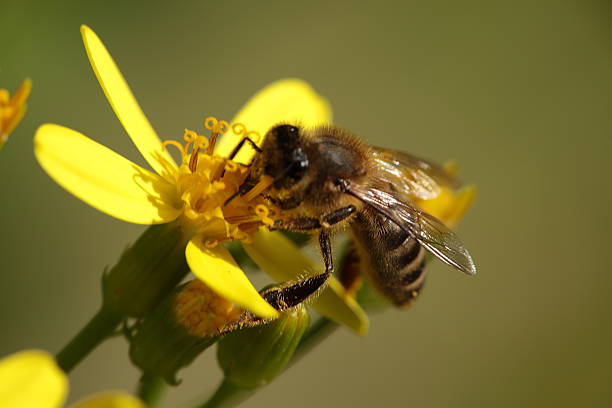 istock macro of a bee on a flower 503785504