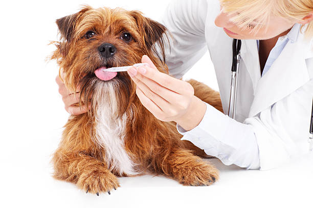 istock Dog and vet 503786194