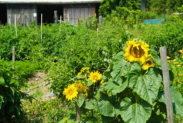 Sunflowers in the vegetable garden.