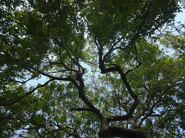 Photo of Looking up at the trees and sky
