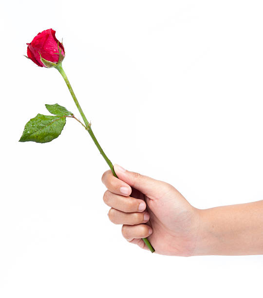 istock beautiful red rose with dew drops 503786671