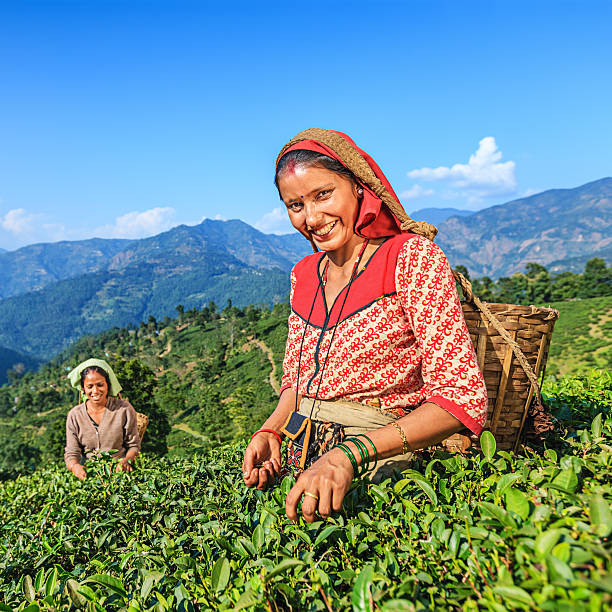 istock Indian pickers plucking tea leaves in Darjeeling, India 503786984