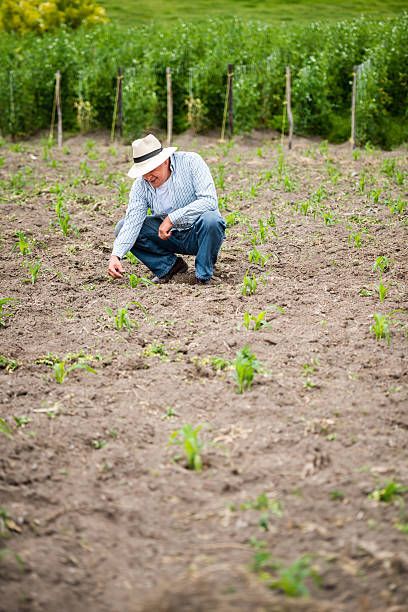 istock Man cultivating the land 503786989