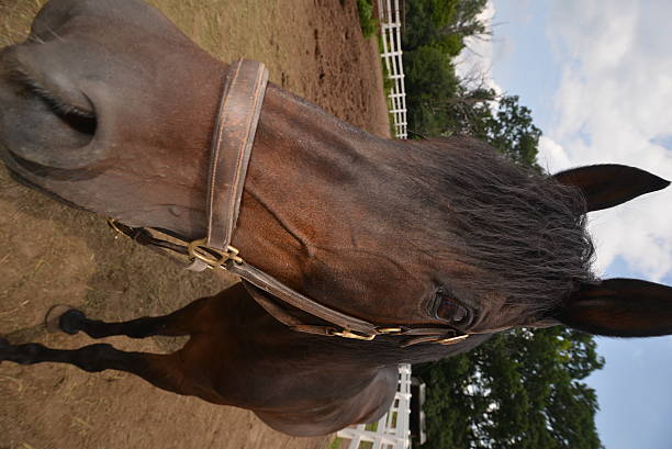 Wide angle portrait of a horse stock photo