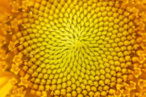 Sunflower Center Geometric Pattern - Golden Angle