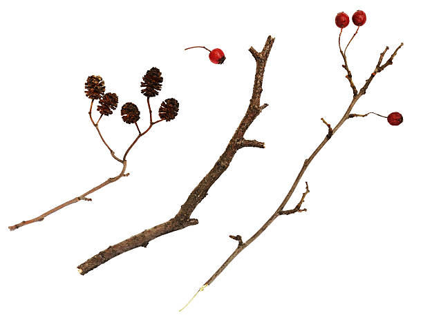 istock Dry twigs  with berries and cones 503787576