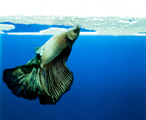 siam, betta aislado sobre fondo azul. - siamese fighting fish crown tail freshwater space fotografías e imágenes de stock