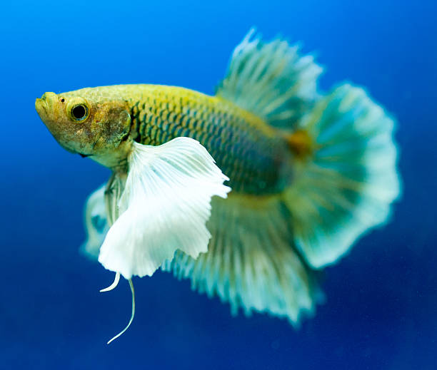 siam, betta aislado sobre fondo azul. - siamese fighting fish crown tail freshwater space fotografías e imágenes de stock