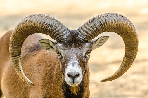 Close up of stuffed male mouflon with big curved horns on white background. Shallow depth of field