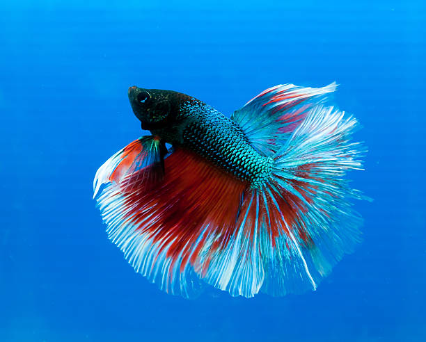 siam, betta aislado sobre fondo azul. - siamese fighting fish crown tail freshwater space fotografías e imágenes de stock